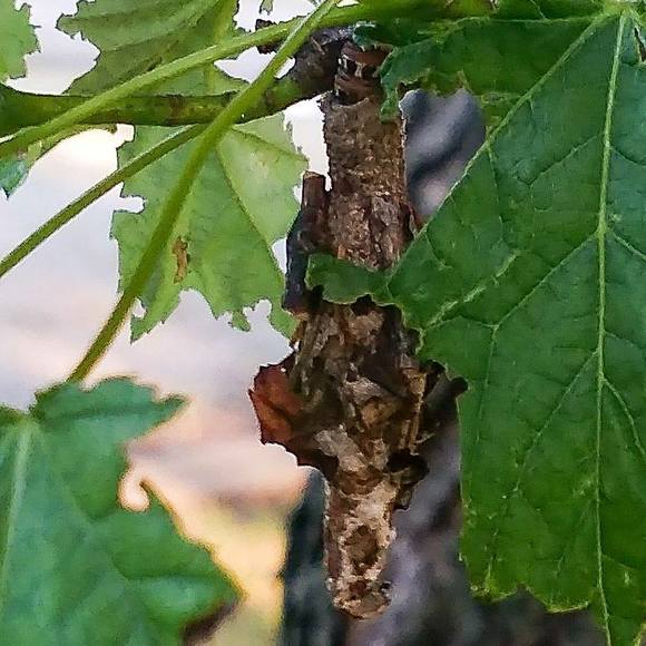 Meet your Posher, John - Picture 2 of 4